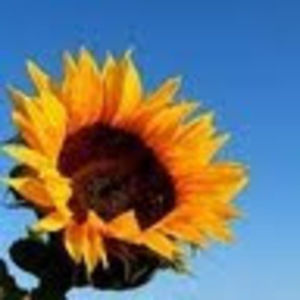 Meet your Posher, Shirryl